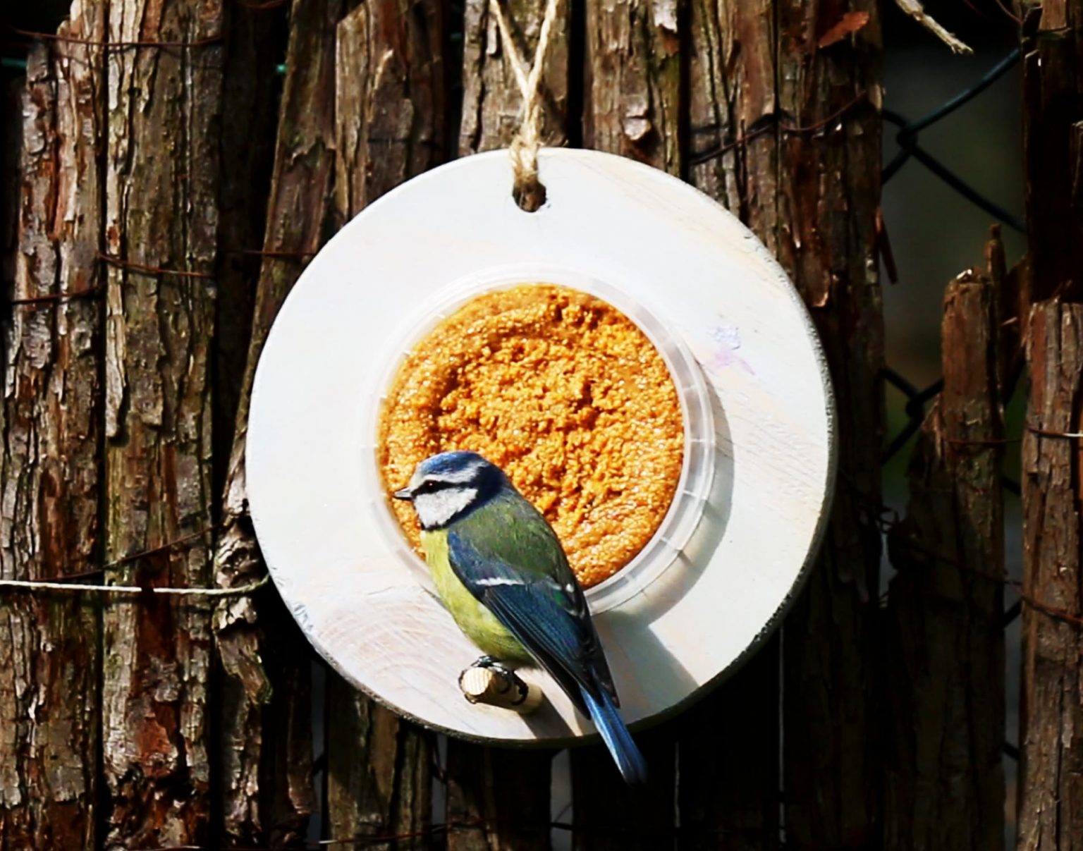 Vogels voeren in de zomer | Vogelvoeronline.nl