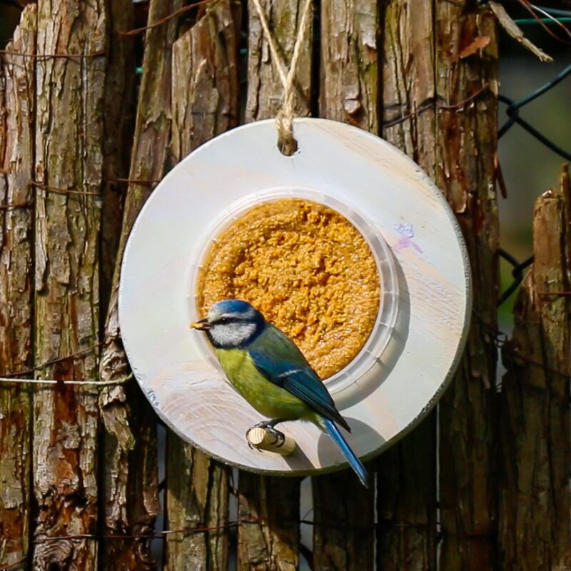 Vogelvoeronline | vogelmousse pinda