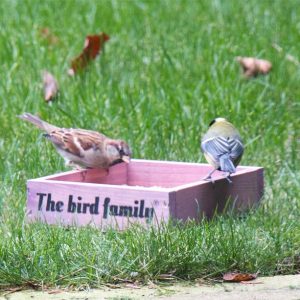 The Bird Family Voederplateau roze vogelvoeronline