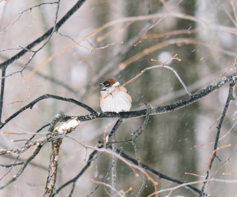 Vogel winter