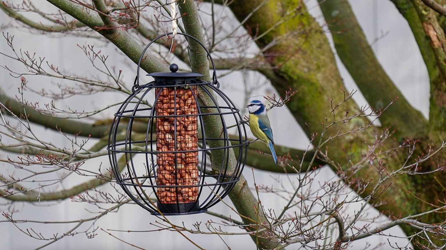 Vogels Voeren Voor Beginners Vogelvoeronline nl vogels-voeren-voor-beginners-vogelvoeronline-nl