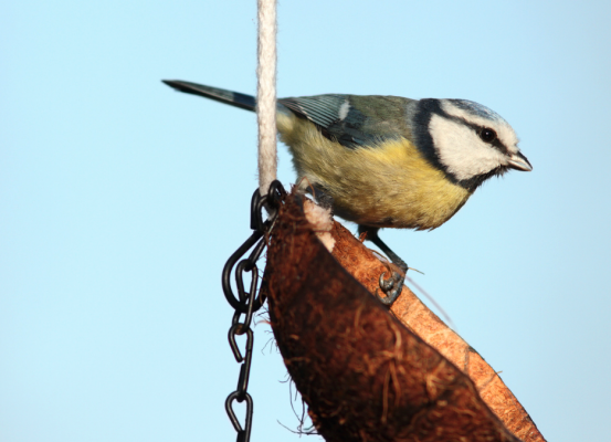 Vogelvoeronline vogel op kokosnoot