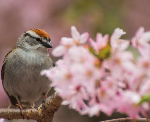 Lente vogelvoeronline