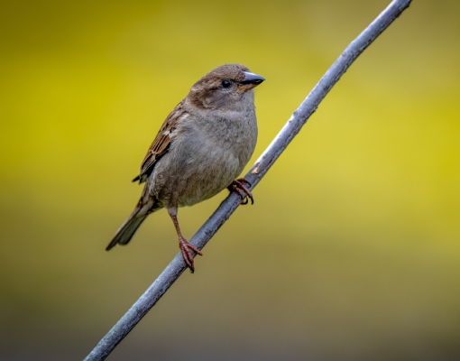 huismus vogelvoeronline blog