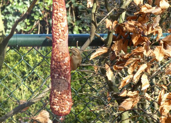 vogelvoeronline_vogelvoerslinger