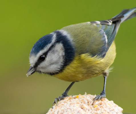 Vogel eet van vetbol