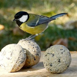 Koolmees vetbollen met zonnepitten vogelvoer