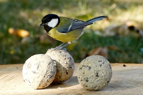 Koolmees vetbollen met zonnepitten vogelvoer