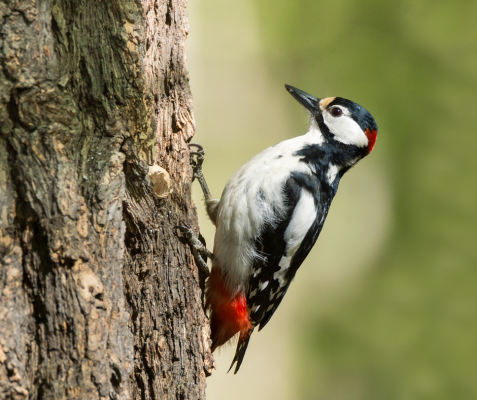 Vogelvoeronline_blog_18