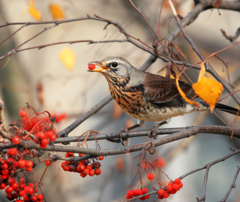 vogelvoeronline_blog_19