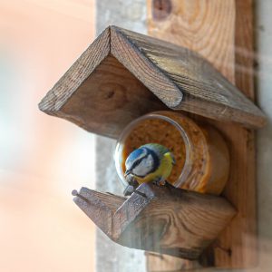 Vogelpindakaas