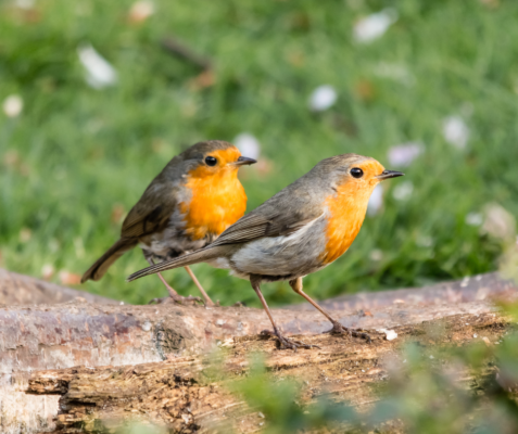 blog vogelvoeronline beste plek