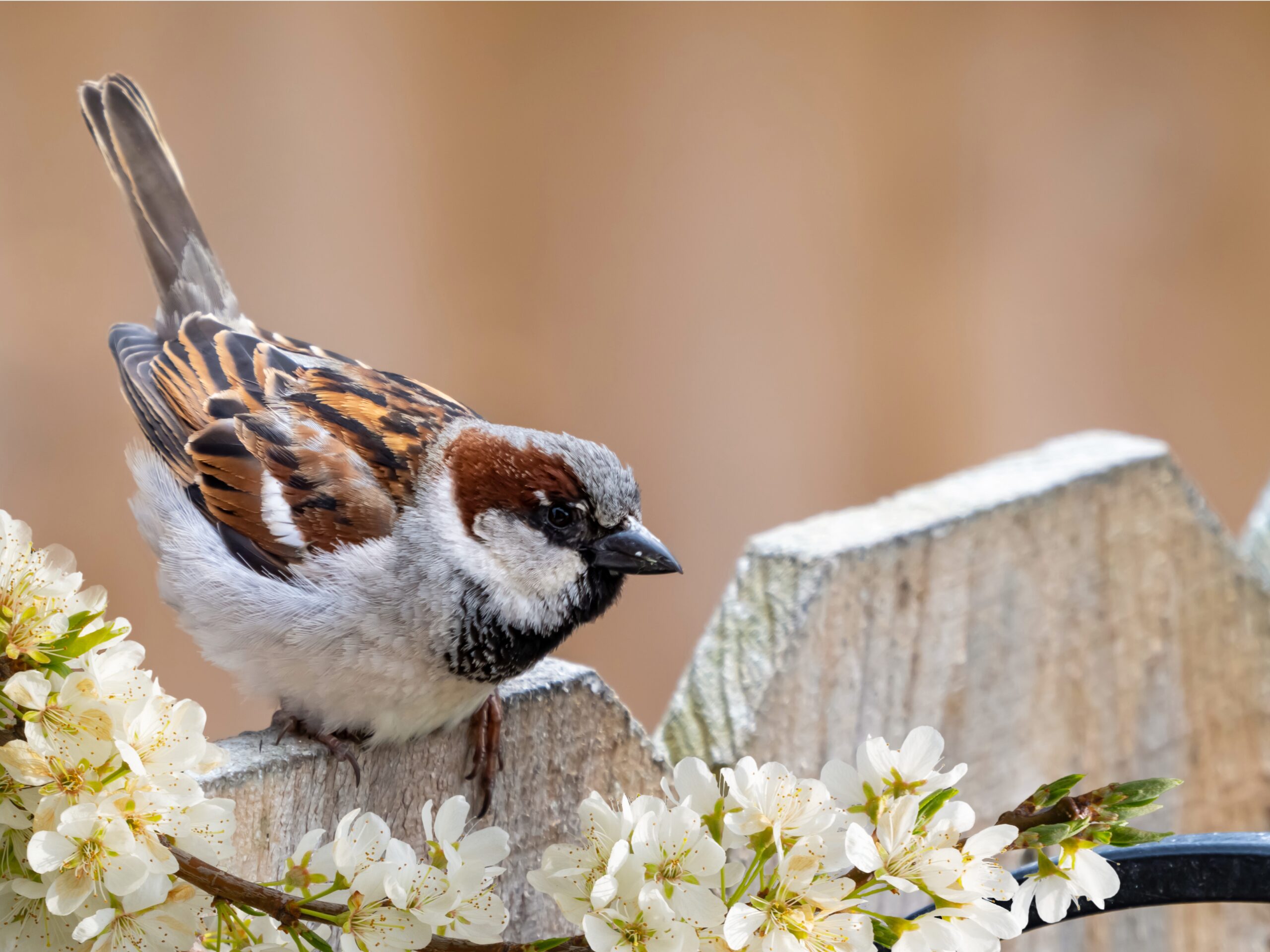 tuinvogels-voeren-in-de-zomer-vogelvoeronline-nl