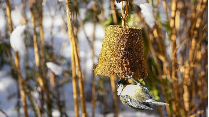 winter vogels tuin