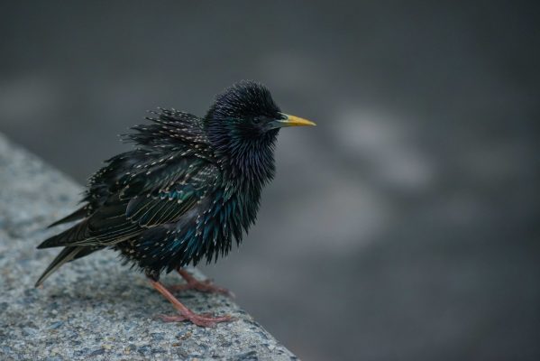 spreeuw foto