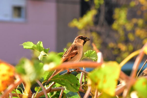 huismus in zomer in tuin