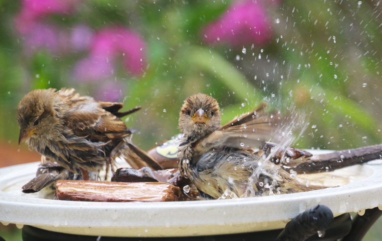 drinkbak voor vogels in tuin zomer