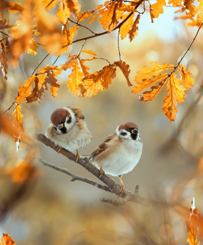 herfst vogels op tak in nederland