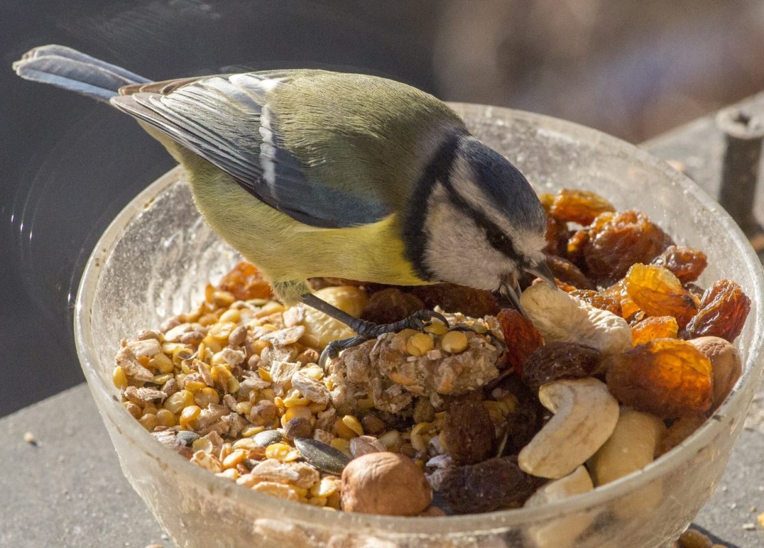 vogels eten restjes