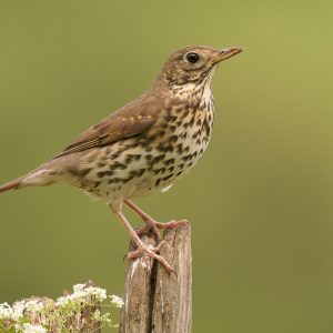 lijster vogel in tuin