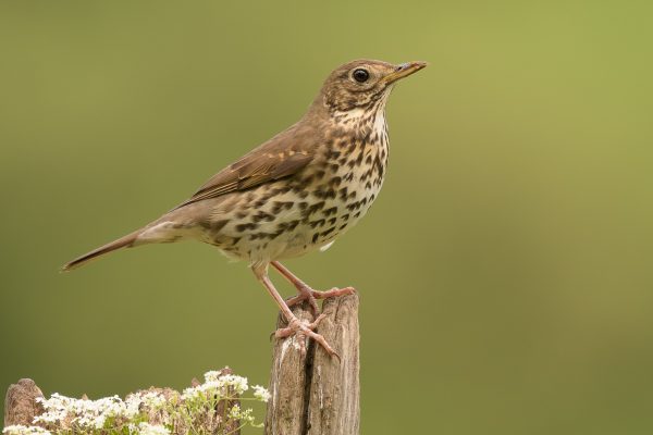 lijster vogel in tuin