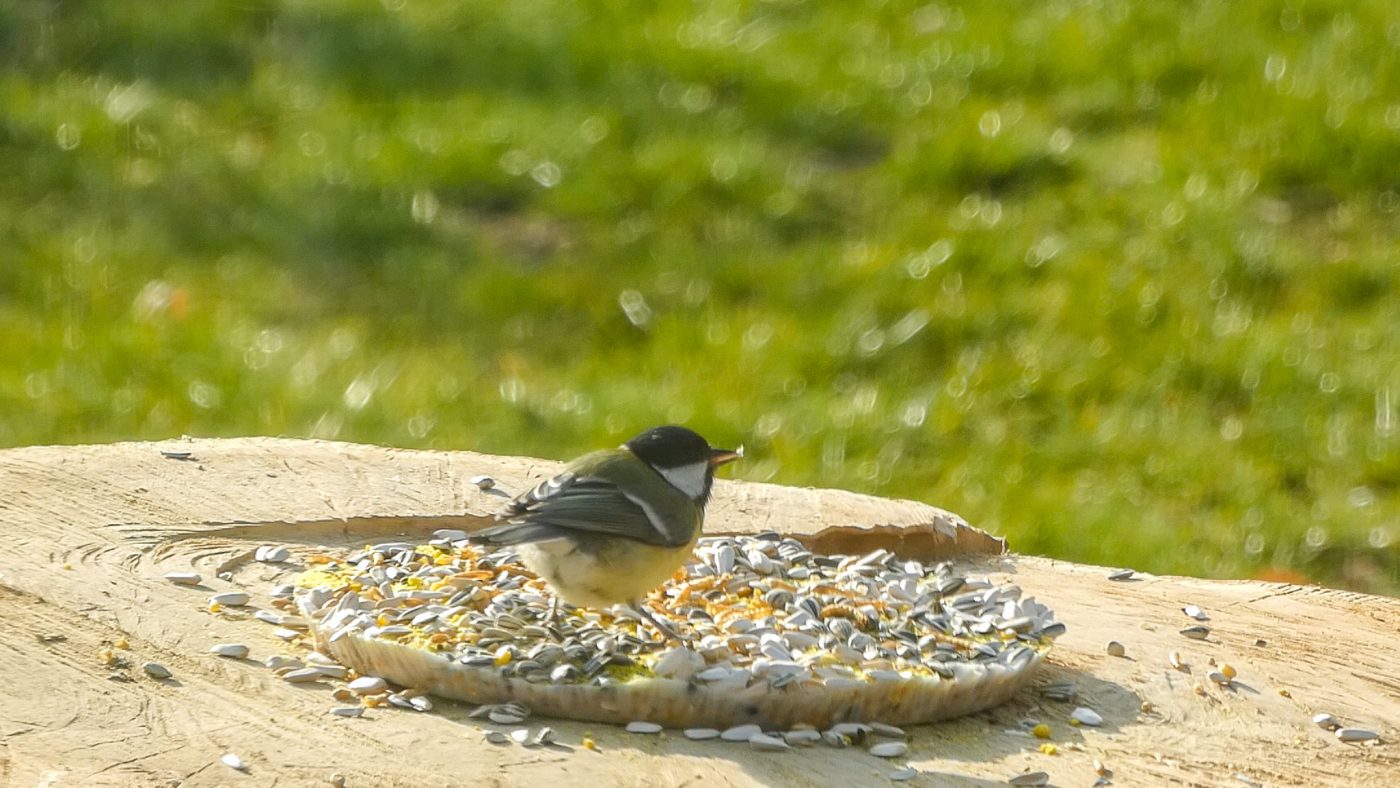 vogelpizza
