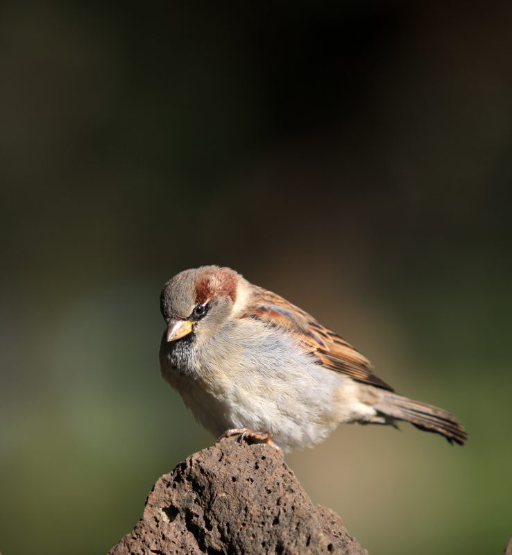 Huismus