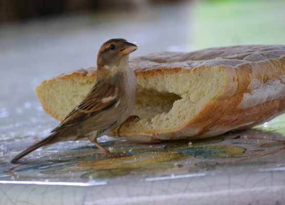 Is brood goed voor vogels?