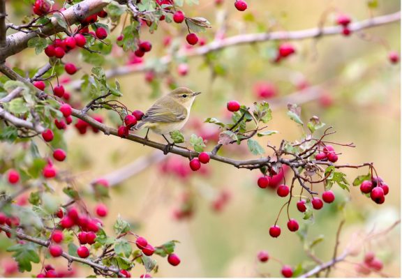 Giftige planten voor vogels
