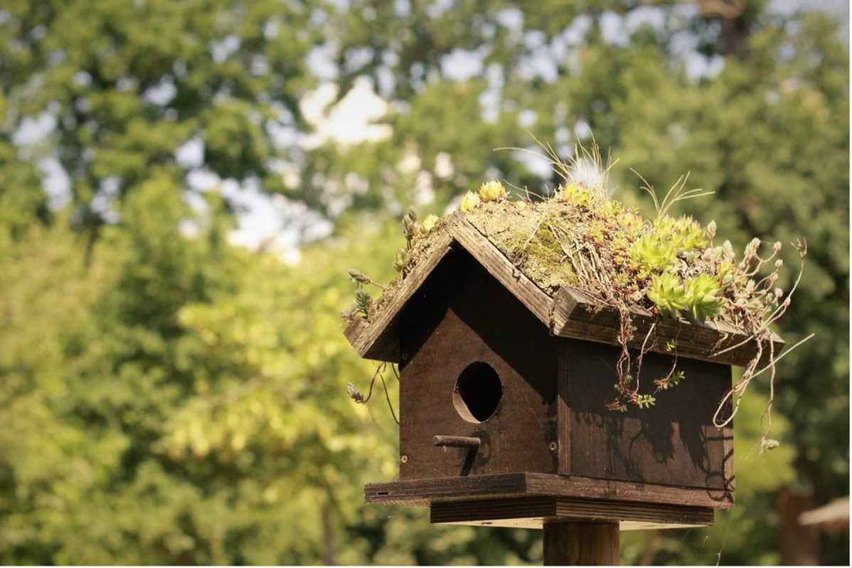 Nestkast schoonmaken