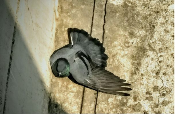 Vogel met gebroken vleugel