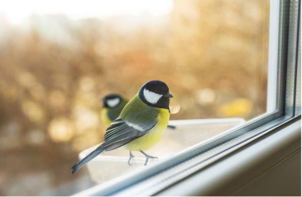 Vogel tikt tegen raam