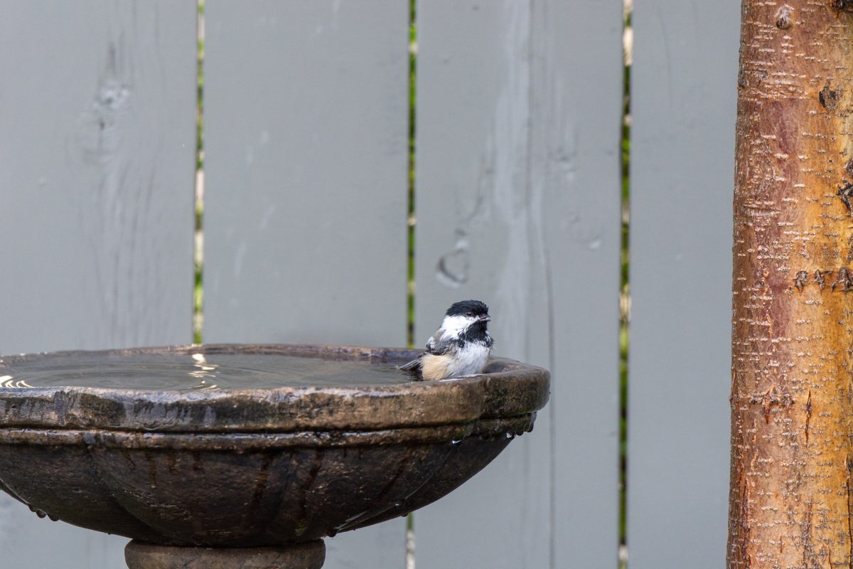Drinkbak voor vogels