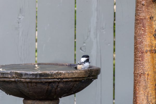 Drinkbak voor vogels