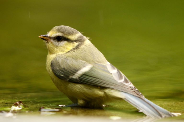 Goudhaantje