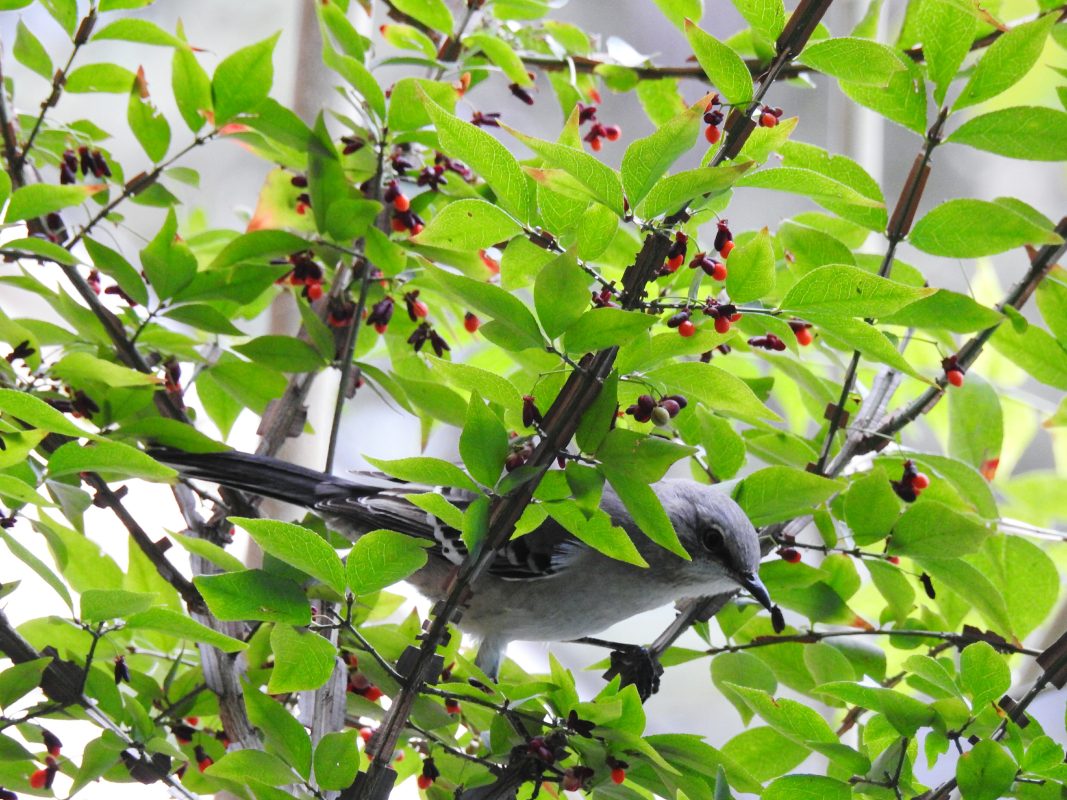 Struiken voor vogels en vlinders